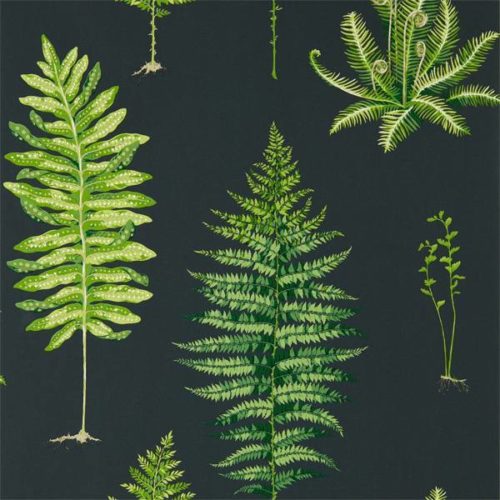 Fernery 216634